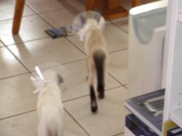 more kittens